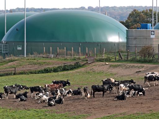 Eine Herde Kühe steht vor einer Biogasanlage in Hermerode (Mansfeld-Südharz).
