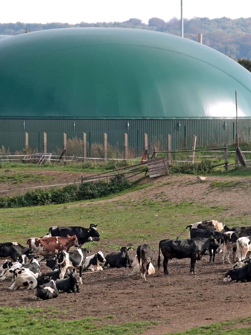 Eine Herde Kühe steht vor einer Biogasanlage in Hermerode (Mansfeld-Südharz).
