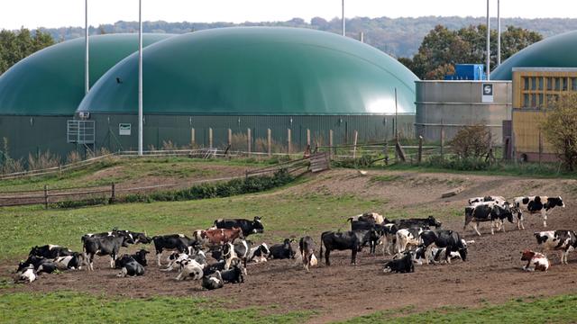 Eine Herde Kühe steht vor einer Biogasanlage in Hermerode (Mansfeld-Südharz).