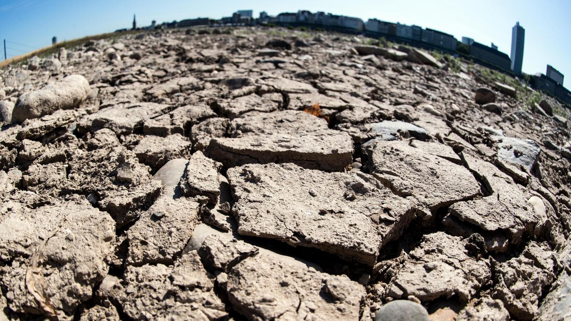 Sehr trocken und mit Rissen und Furchen ist der Boden am Rheinufer im Juli 2019 zu sehen. Sehr trocken und mit Rissen und Furchen ist der Boden am Rheinufer im Juli 2019 zu sehen.