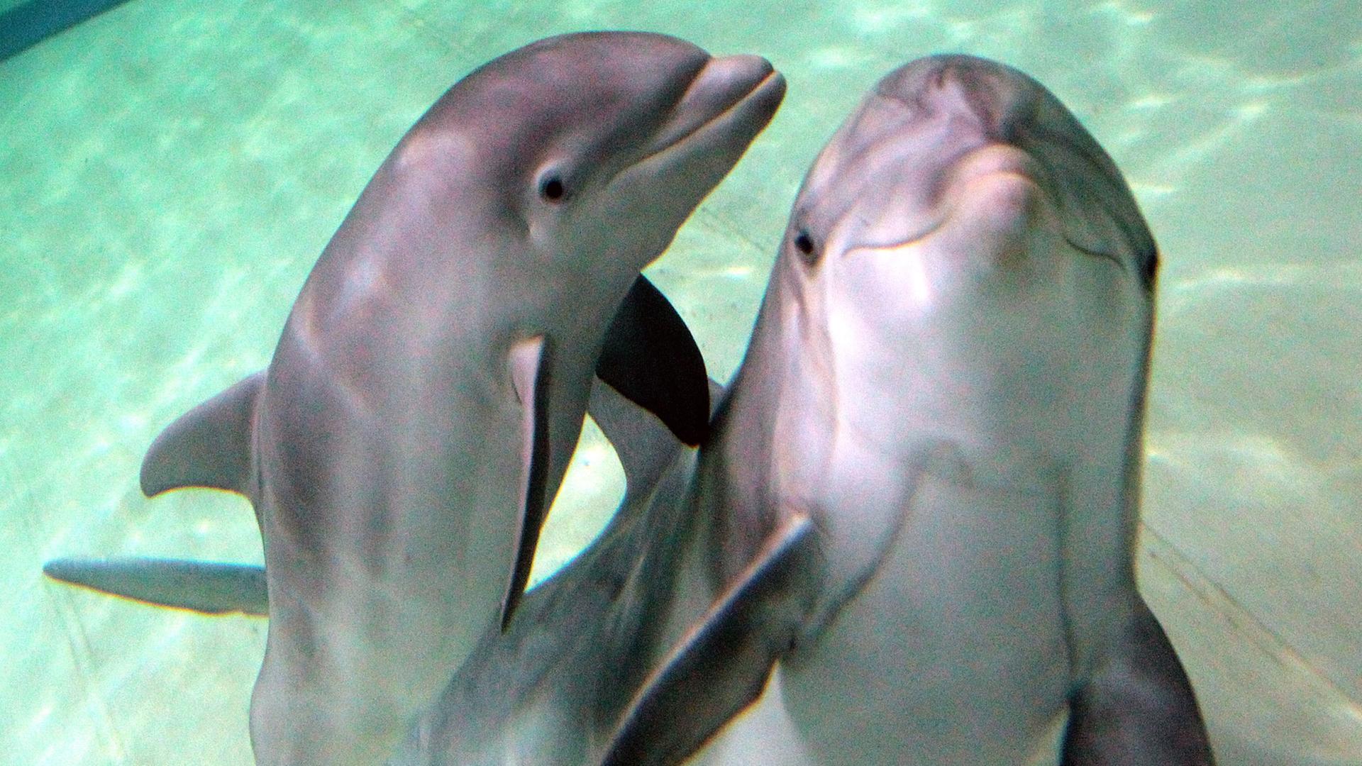 Dörte, der kleine Große Tümmler-Nachwuchs, schwimmt am 18.10.2011 mit Mutter Delphi in seinem Becken im Zoo in Duisburg. Dörte, der kleine Große Tümmler-Nachwuchs, schwimmt am 18.10.2011 mit Mutter Delphi in seinem Becken im Zoo in Duisburg.