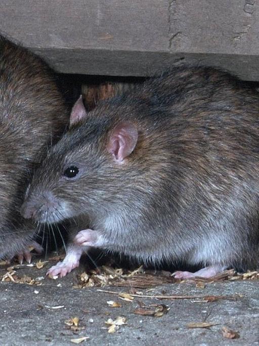 Zwei grauen Ratten (Wanderratten, rattus norvegicus) Tiere fressen am an einem Kornsack.