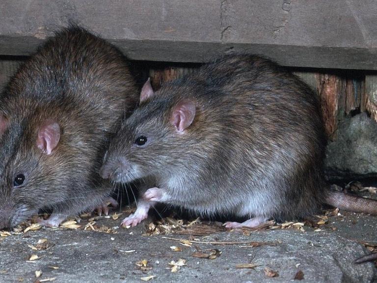 Zwei grauen Ratten (Wanderratten, rattus norvegicus) Tiere fressen am an einem Kornsack.