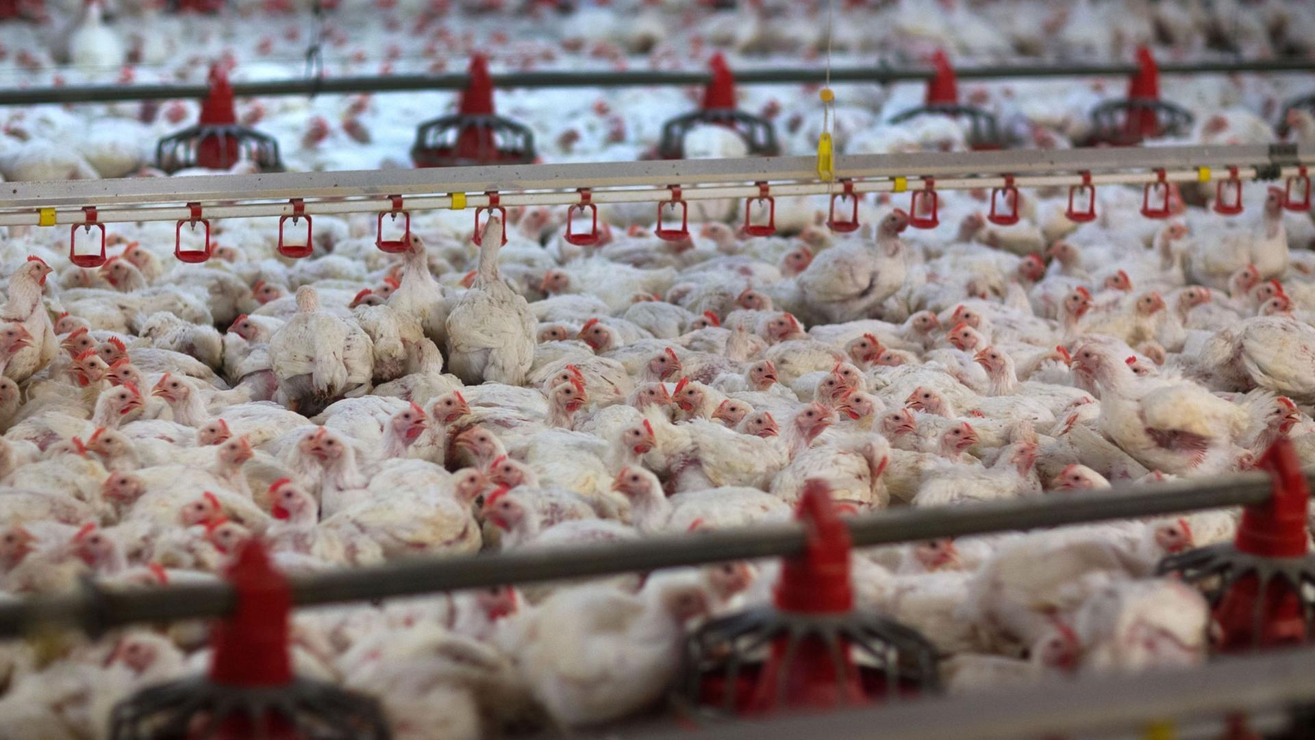 Masthähnchen in einem der Ställe der Agrarproduktionsgesellschaft Agp Lübesse. Masthähnchen in einem der Ställe der Agrarproduktionsgesellschaft Agp Lübesse.