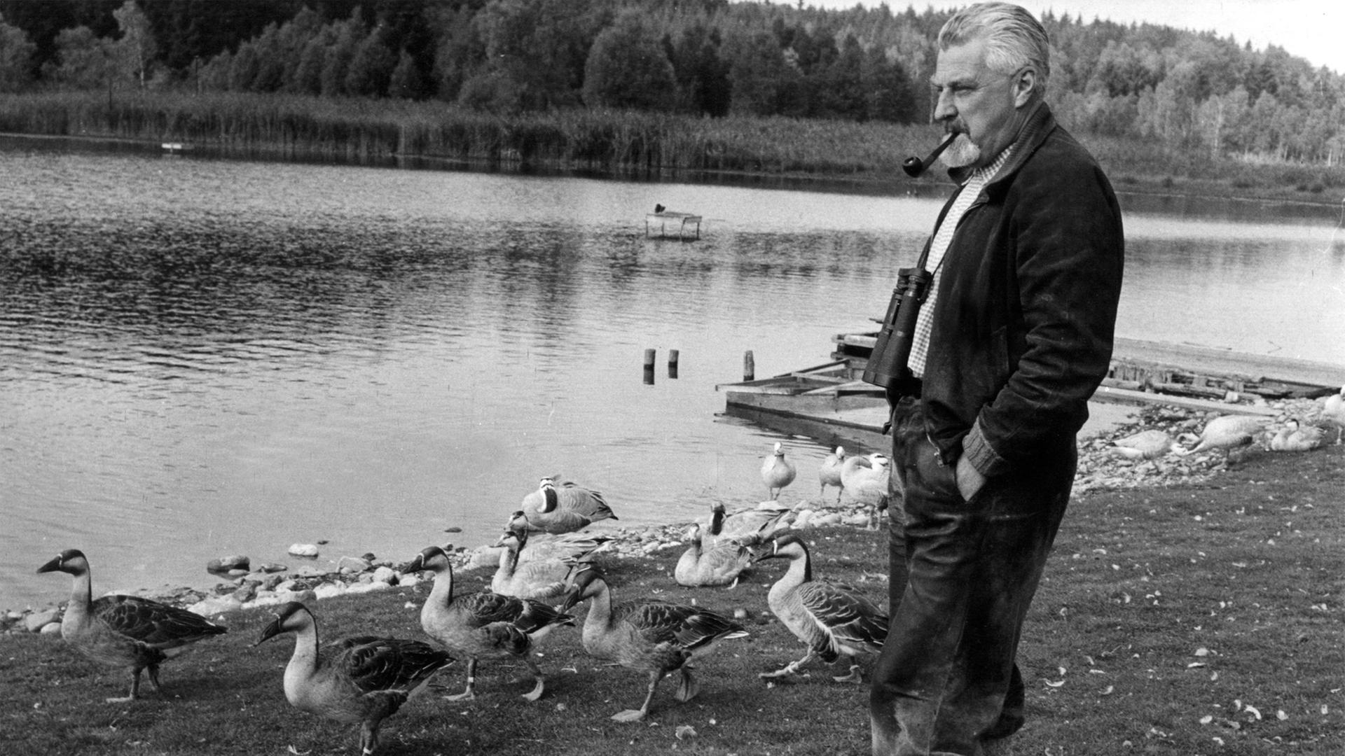 Der österreichischen Verhaltensforschers Professor Dr. Konrad Lorenz mit seinen Graugänsen am Ess-See bei Starnberg. Der österreichischen Verhaltensforschers Professor Dr. Konrad Lorenz mit seinen Graugänsen am Ess-See bei Starnberg.