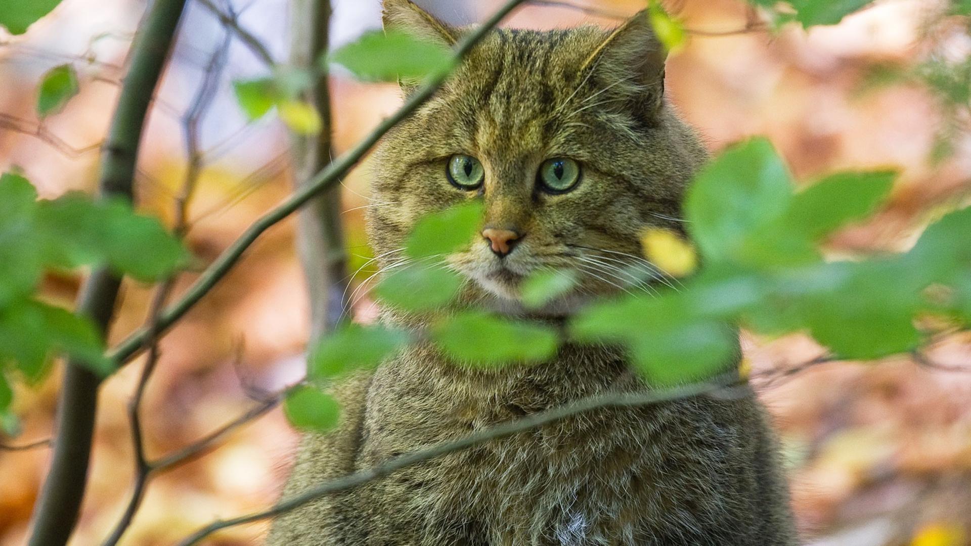 Wildkatze im Nationalpark Bayerischer Wald Wildkatze im Nationalpark Bayerischer Wald