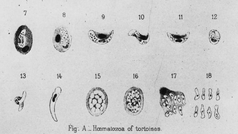 Die Illustration aus einem 1893 erschienenen Buch des Enteckers des Erregers, Charles Louis Alphonse Laveran, zeigt die Malariaparasiten im Blut. (Lithographie nach Zeichnung)
