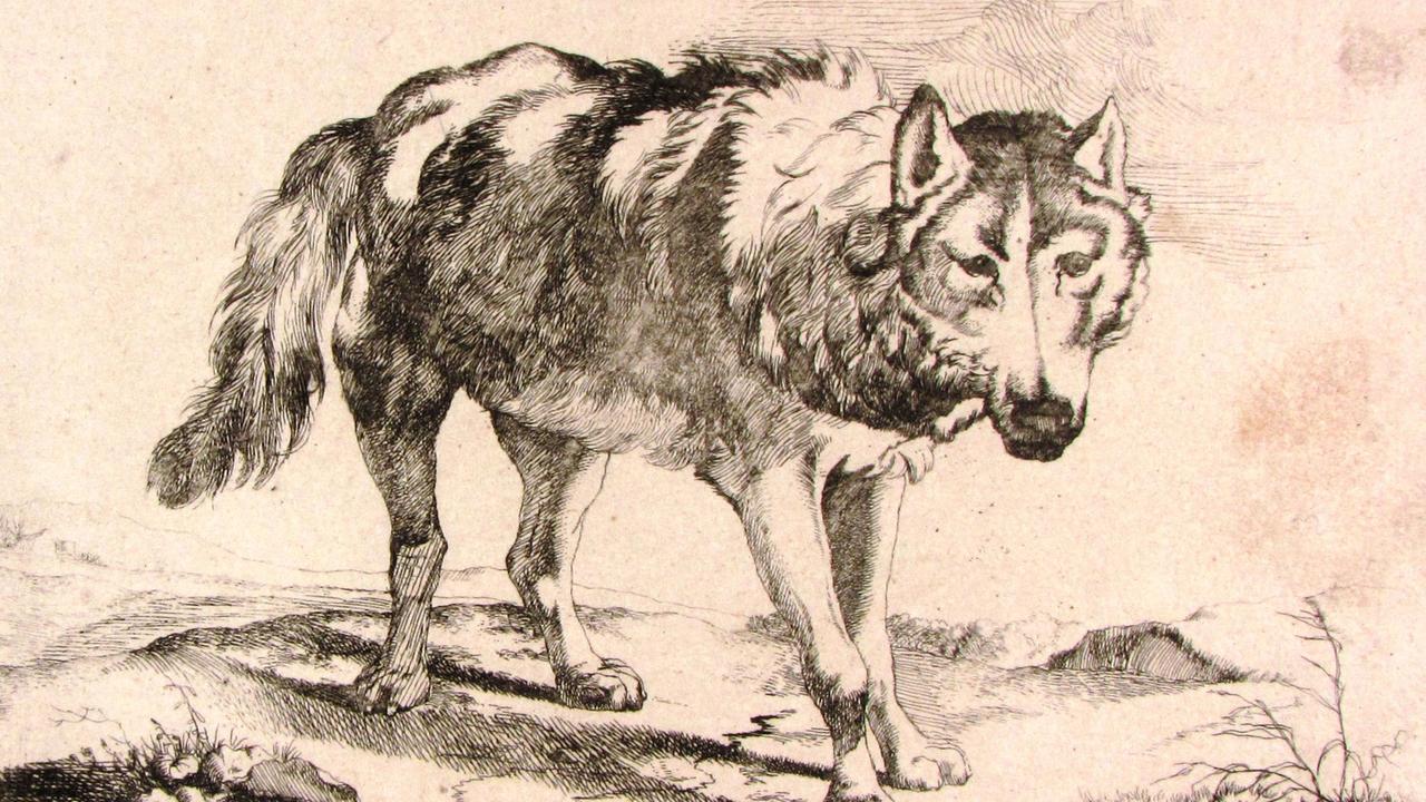 Marcus de Bye (um 1639 – nach 1688) Wolf in Dreiviertelansicht, (nach Paulus Potter), 1659