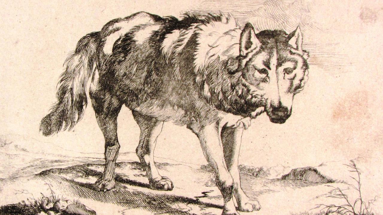 Marcus de Bye (um 1639 – nach 1688) Wolf in Dreiviertelansicht, (nach Paulus Potter), 1659 Marcus de Bye (um 1639 – nach 1688) Wolf in Dreiviertelansicht, (nach Paulus Potter), 1659
