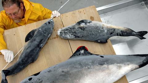 Tote Schweinswale werden untersucht