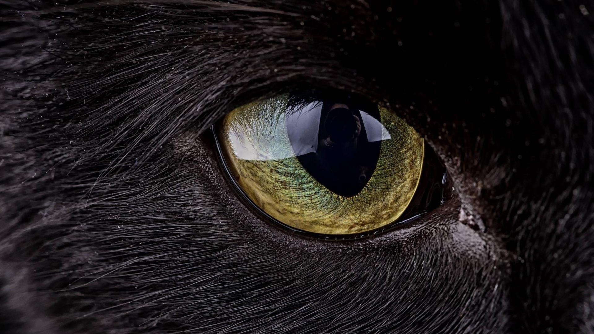 Das Auge einer schwarzen Katze Das Auge einer schwarzen Katze