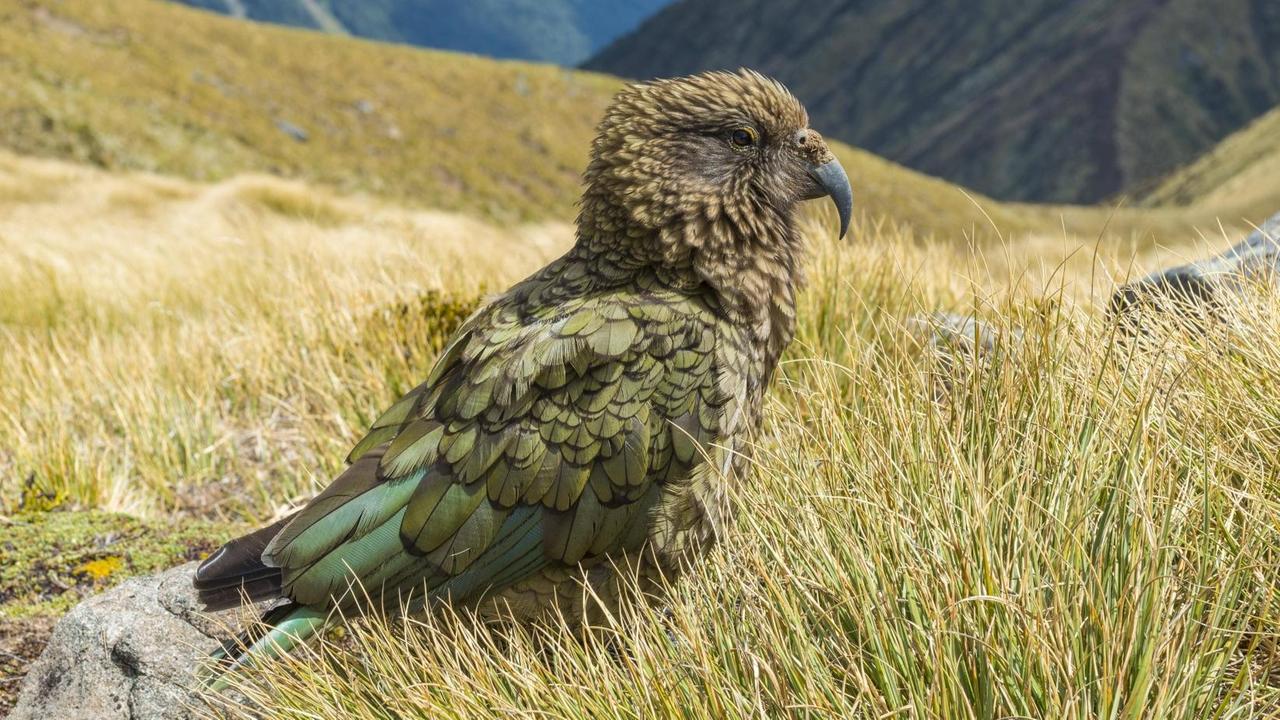 Ein Bergpapagei Kea Nestor im Profil. Er sitzt in der Naturlandschaft Neuseelands und schaut regungslos nach rechts.