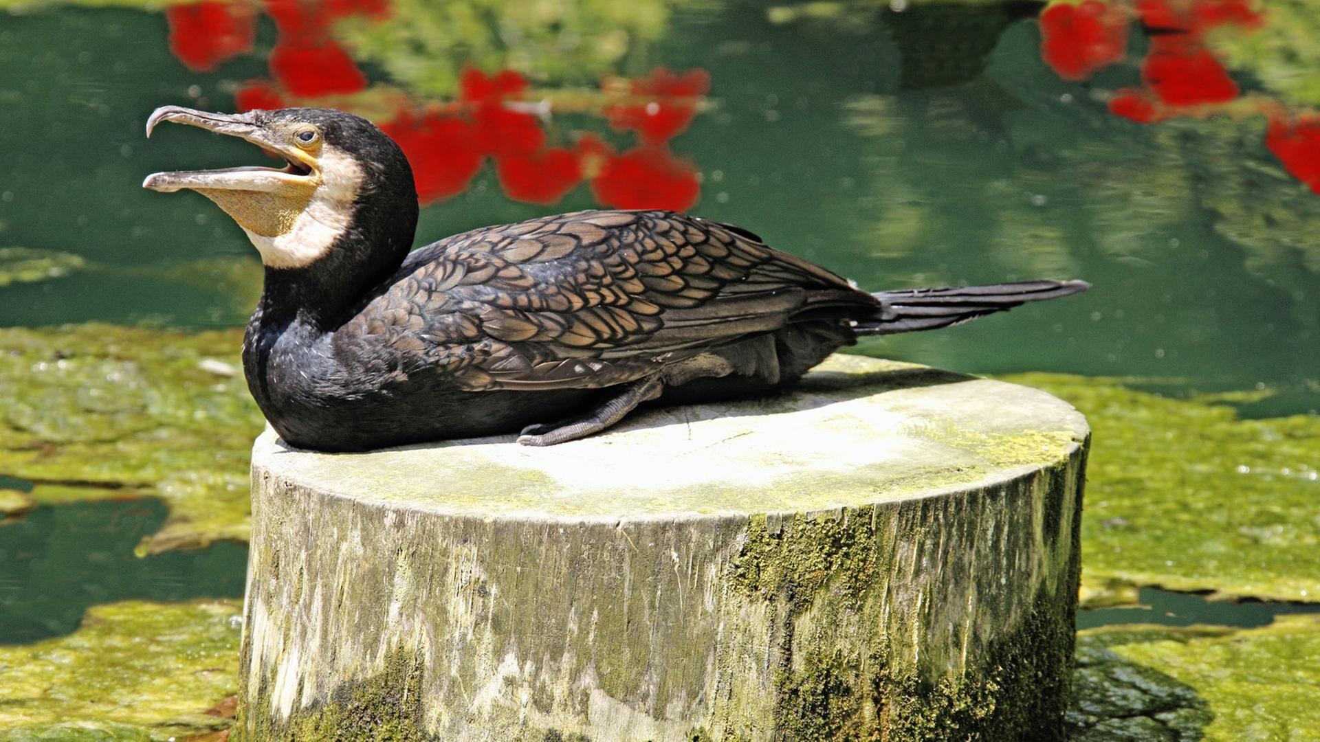 Kormoran in der Stuttgarter Wilhelma Kormoran in der Stuttgarter Wilhelma