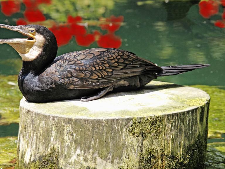Kormoran in der Stuttgarter Wilhelma