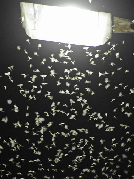Einige Dutzend Eintagsfliegen schwirren um eine nachts beleuchtete Straßenlaterne herum.