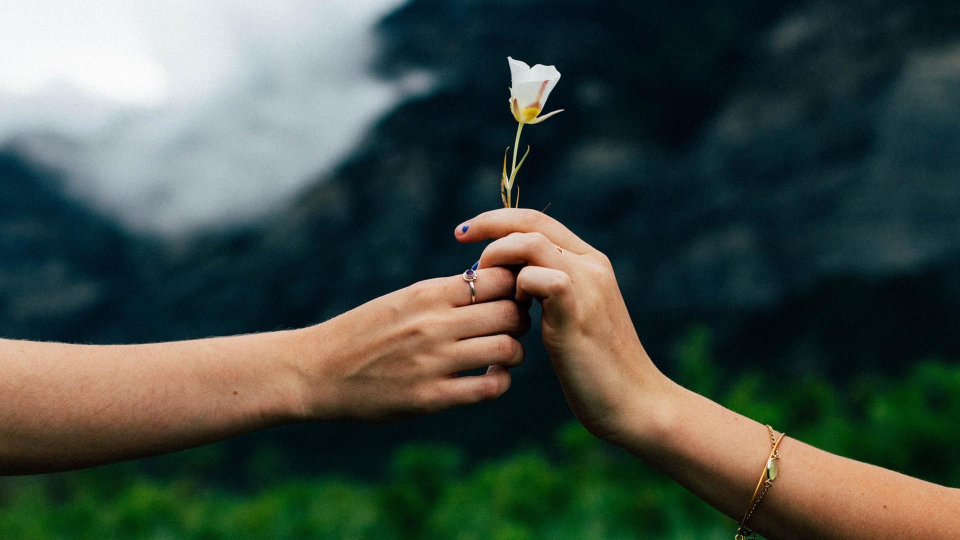 Eine Person nimmt eine Blume mit einer weißen Blüte von einer anderen Person entgegen. Es sind nur die Arme, Hände und die Blume zu sehen. Eine Person nimmt eine Blume mit einer weißen Blüte von einer anderen Person entgegen. Es sind nur die Arme, Hände und die Blume zu sehen.
