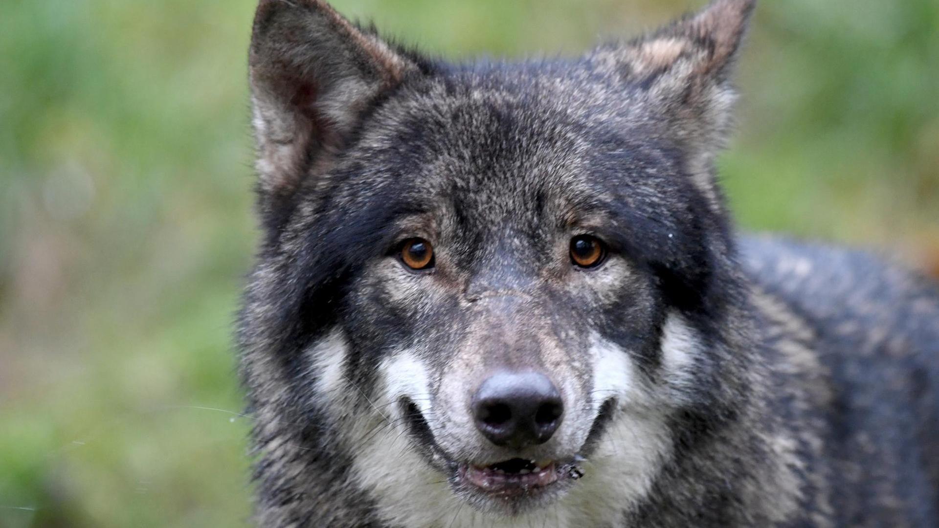 Wolf "Alexander" streift am 05.12.2017 im Wildpark Eekholt bei Großenaspe (Schleswig-Holstein) durch sein Gehege.