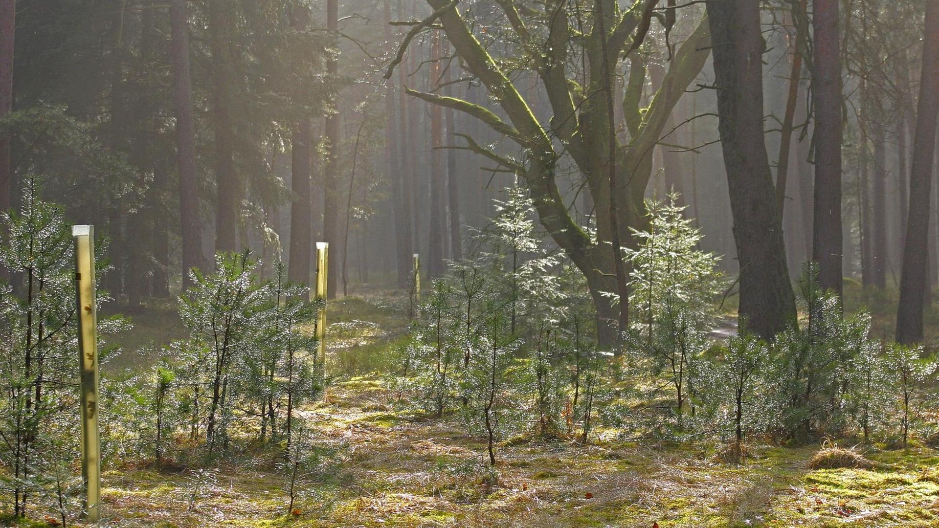 Douglasien in Pflanzhüllen als Schutz in einem Wald in Niedersachsen Douglasien in Pflanzhüllen als Schutz in einem Wald in Niedersachsen