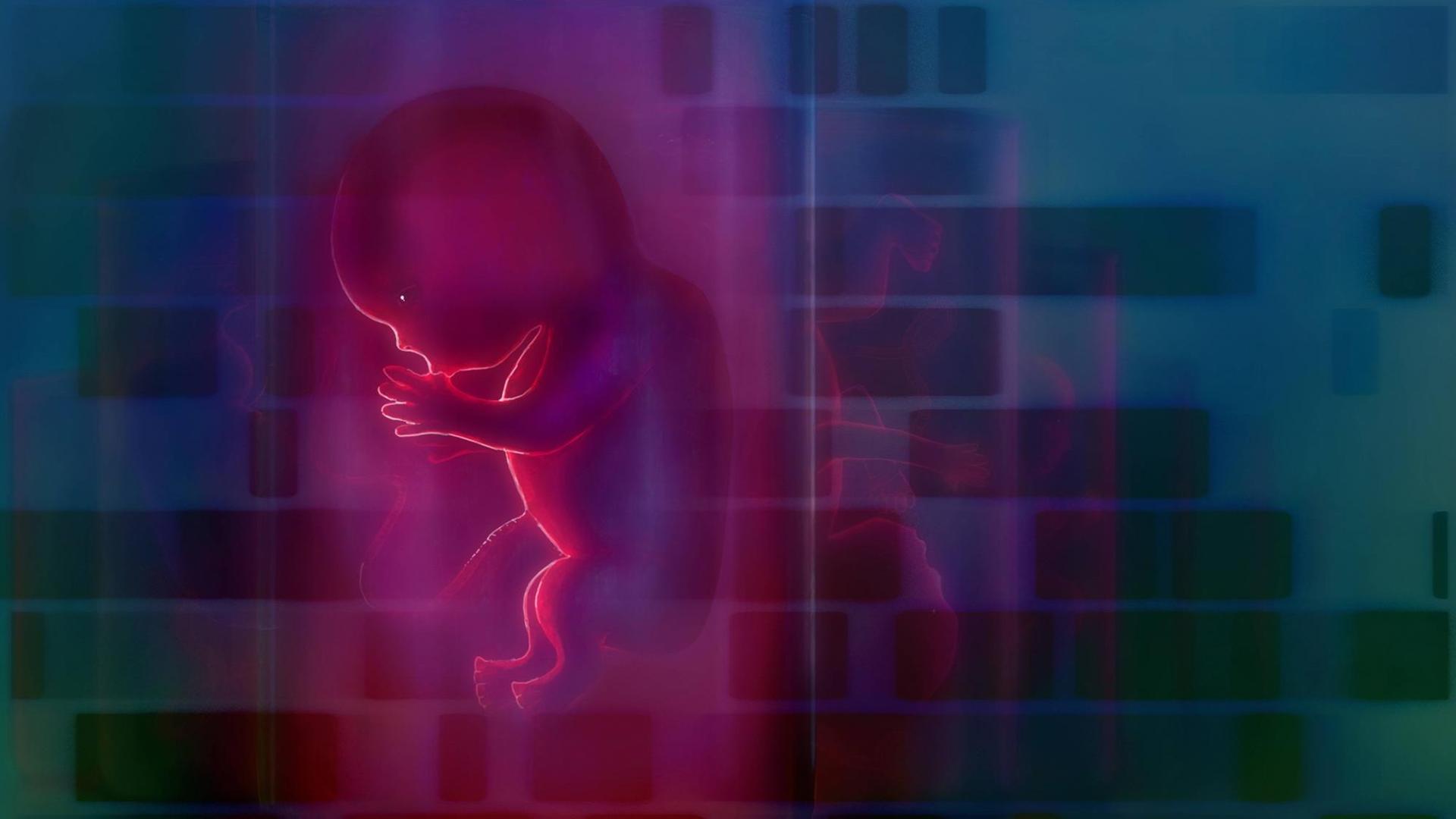 Sie sehen ein symbolisches Bild für Designer-Babys: Die Silhouetten von Embyonen in grellen Farben. Sie sehen ein symbolisches Bild für Designer-Babys: Die Silhouetten von Embyonen in grellen Farben.