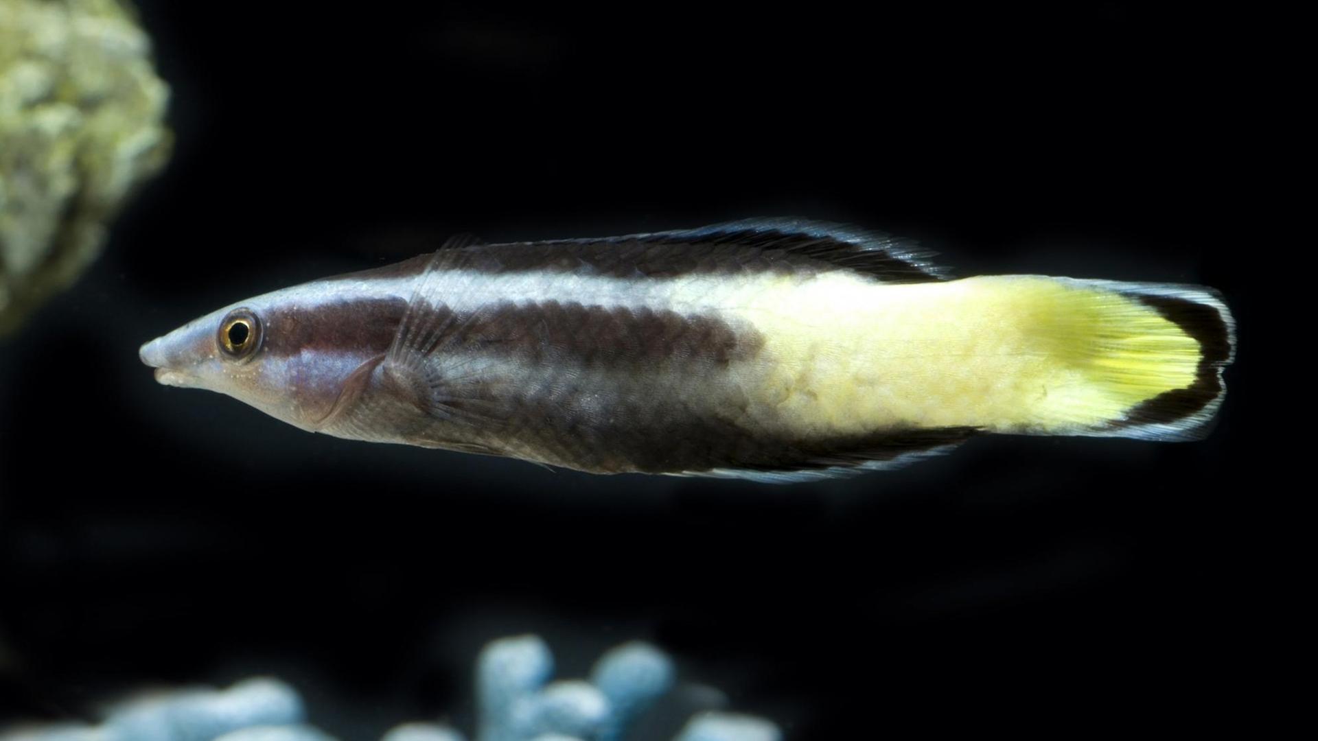 Ein Zweifarben-Putzerfisch im Wasser Ein Zweifarben-Putzerfisch im Wasser
