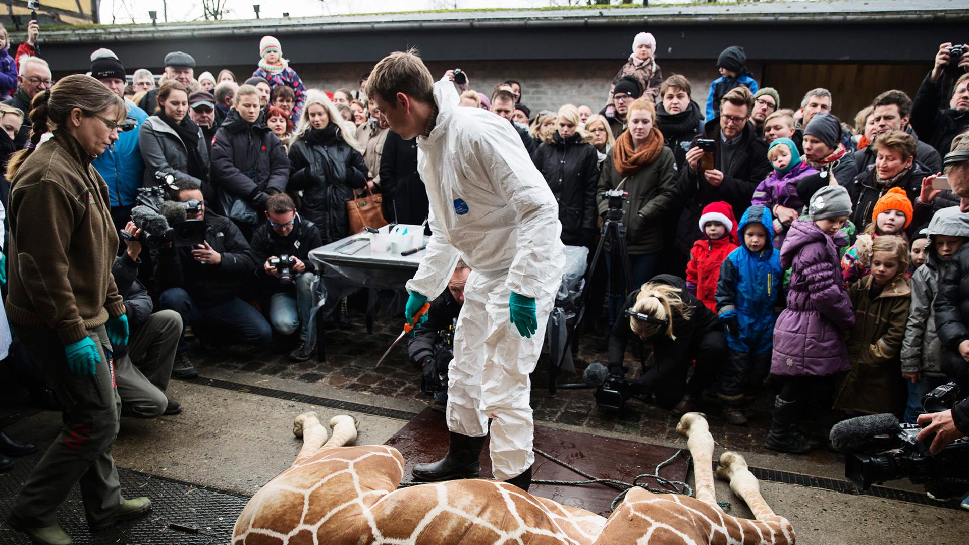 Der Zoo in Kopenhagen ließ die anderthalbjährige Giraffe Marius töten und vor Publikum obduzieren. Anschließend wurde sie an die Löwen verfüttert. Der Zoo in Kopenhagen ließ die anderthalbjährige Giraffe Marius töten und vor Publikum obduzieren. Anschließend wurde sie an die Löwen verfüttert.