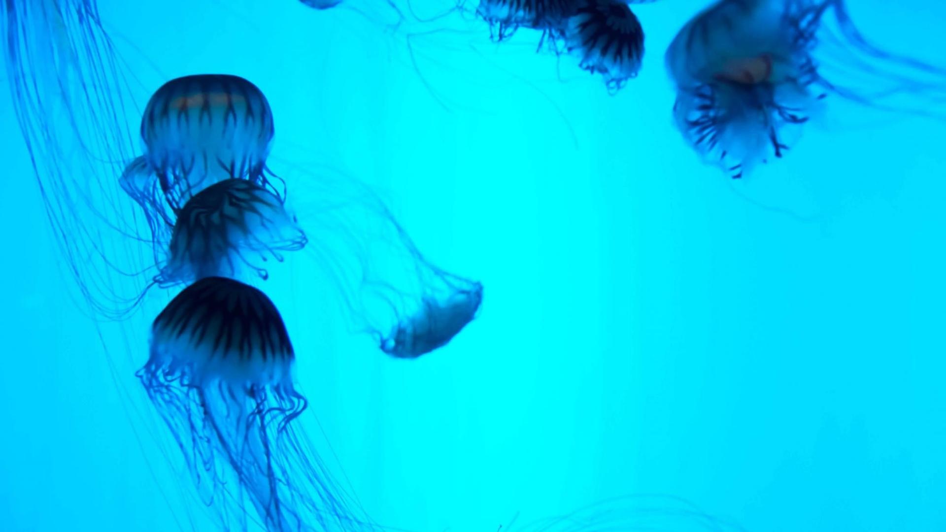Quallen in der Haichang Polar Ocean World in Tianjin im Norden Chinas. Quallen in der Haichang Polar Ocean World in Tianjin im Norden Chinas.
