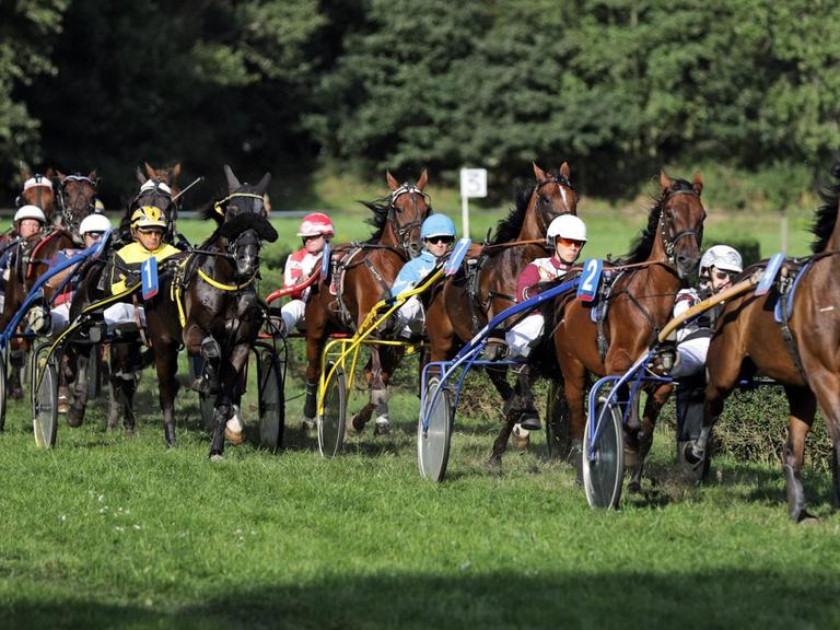 Bei einem Rennen auf der Trabrennbahn in Quakenbrück laufen die Pferde im Pulk über den Rasen.