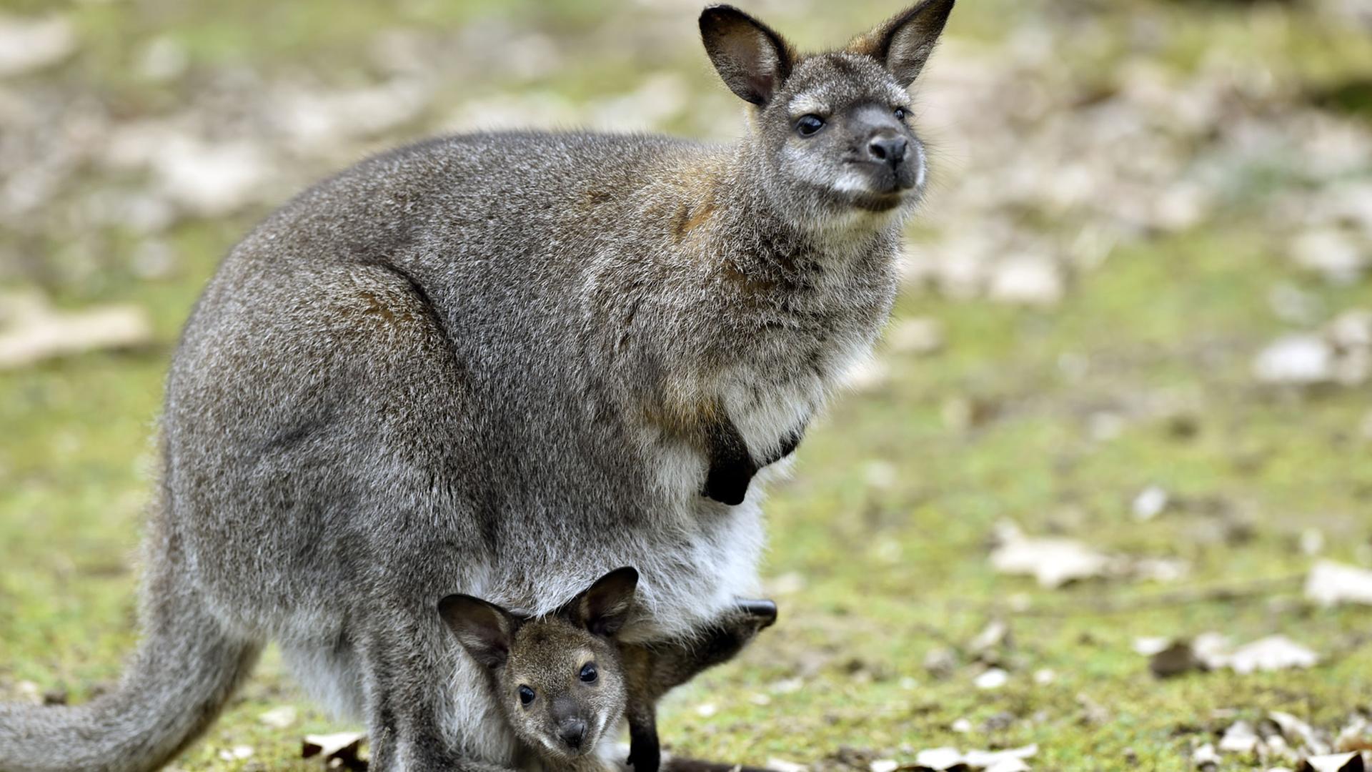 Als Baby im Beutel bei der Mama zu leben finden die kleinen Kängurus sicher toll.