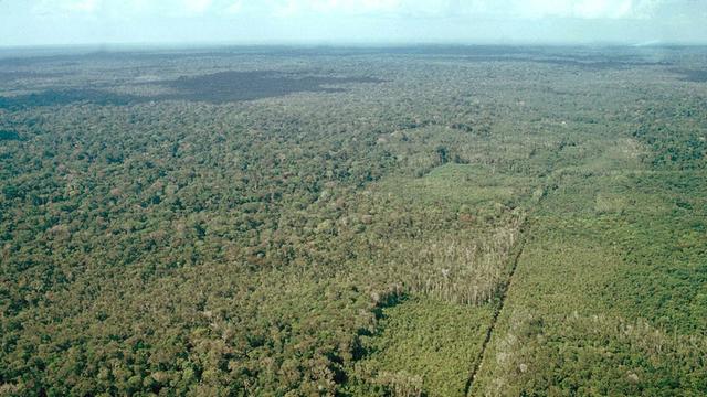 Regenwald am Amazonas in Peru, aufgenommen am 05.10.2005