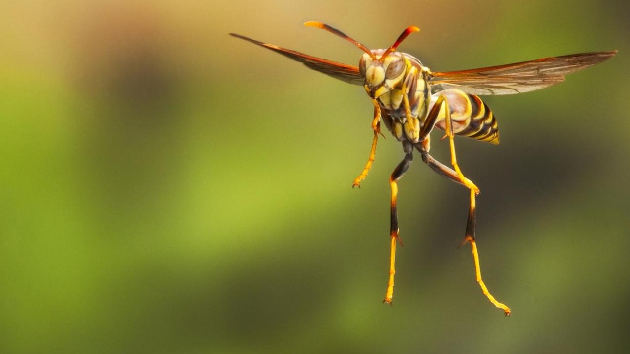 Papierwespe, Polistes instabilis Papierwespe, Polistes instabilis
