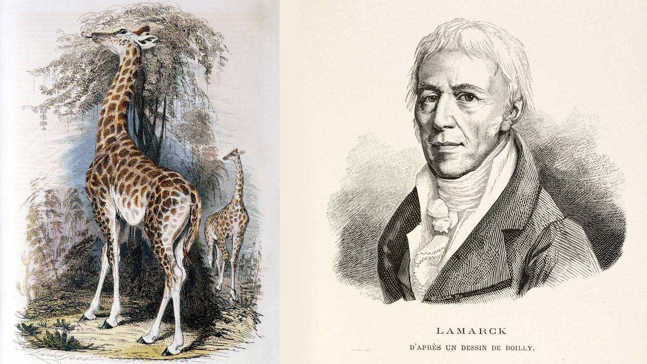Eine Giraffe frisst Blätter an einem Baum (Illustration von 1836) und Portrait von Lamarck aus "Galerie des Naturalistes" von Jules Pizzetta, 1891. (Collection British Library) Eine Giraffe frisst Blätter an einem Baum (Illustration von 1836) und Portrait von Lamarck aus "Galerie des Naturalistes" von Jules Pizzetta, 1891. (Collection British Library)