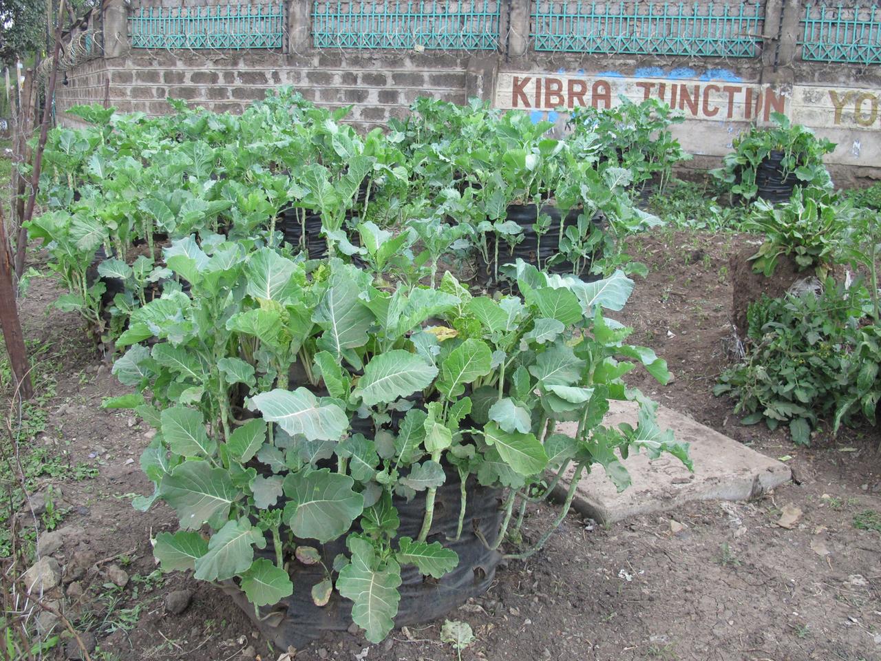 Sackgärten in Nairobi.
