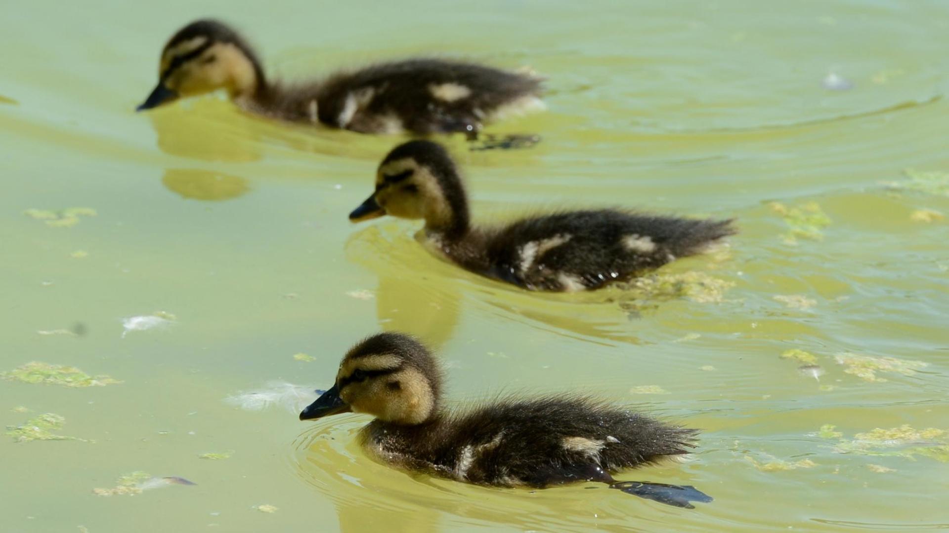Entenkücken schwimmen im See. Entenkücken schwimmen im See.
