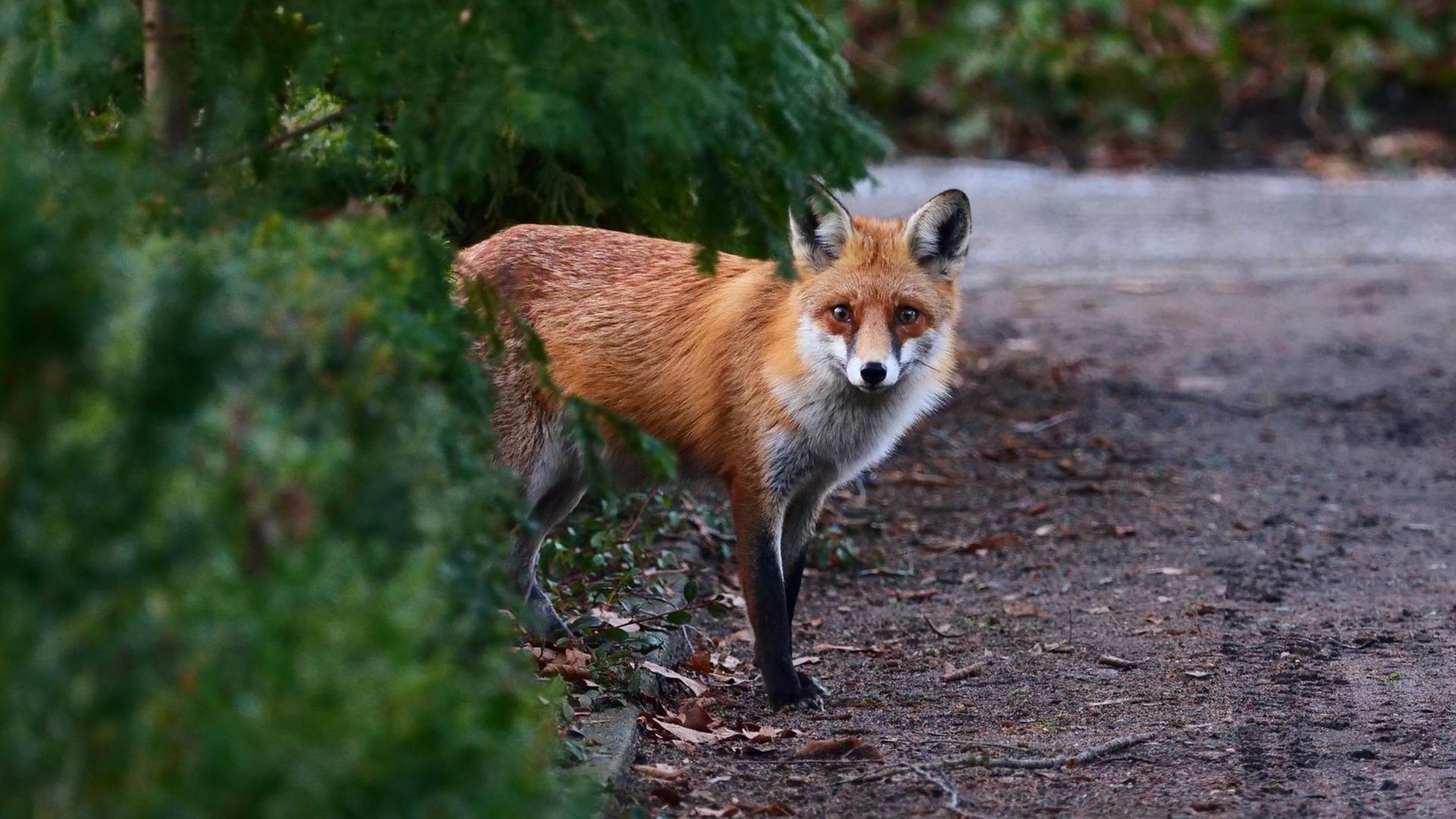 Ein Rotfuchs kommt hinter einer Hecke auf einem Friedhof hervor und betritt vorsichtig einen Sandweg. Ein Rotfuchs kommt hinter einer Hecke auf einem Friedhof hervor und betritt vorsichtig einen Sandweg.