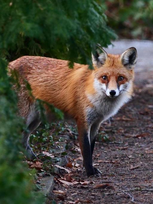 Ein Rotfuchs kommt hinter einer Hecke auf einem Friedhof hervor und betritt vorsichtig einen Sandweg.