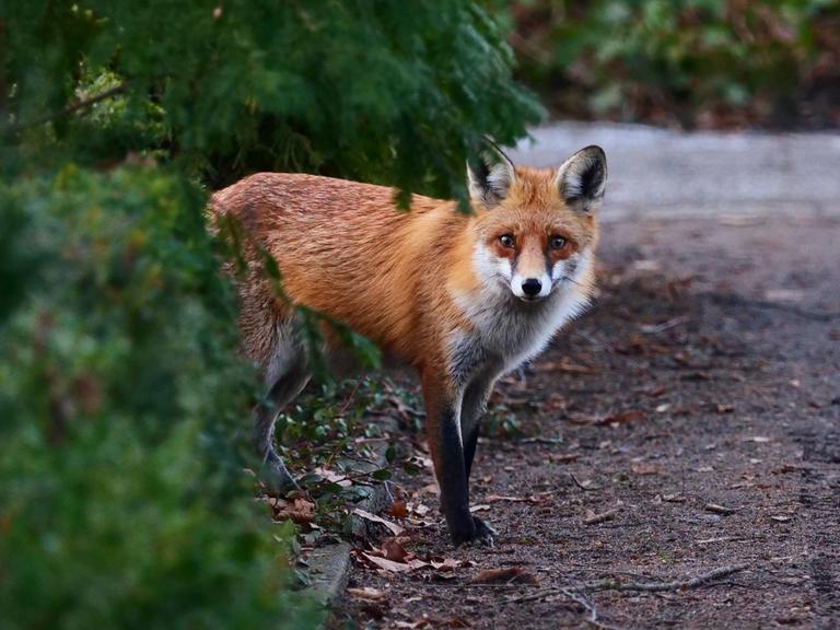 Ein Rotfuchs kommt hinter einer Hecke auf einem Friedhof hervor und betritt vorsichtig einen Sandweg.