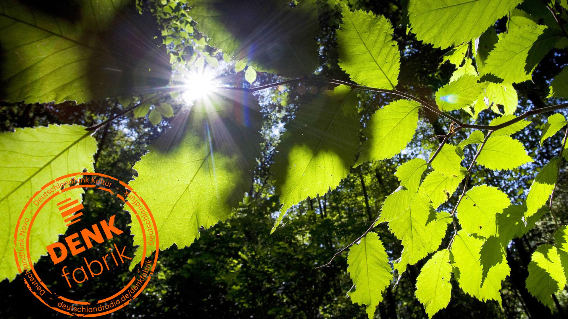 Ulmenblätter im Sonnenschein. Ulmenblätter im Sonnenschein.