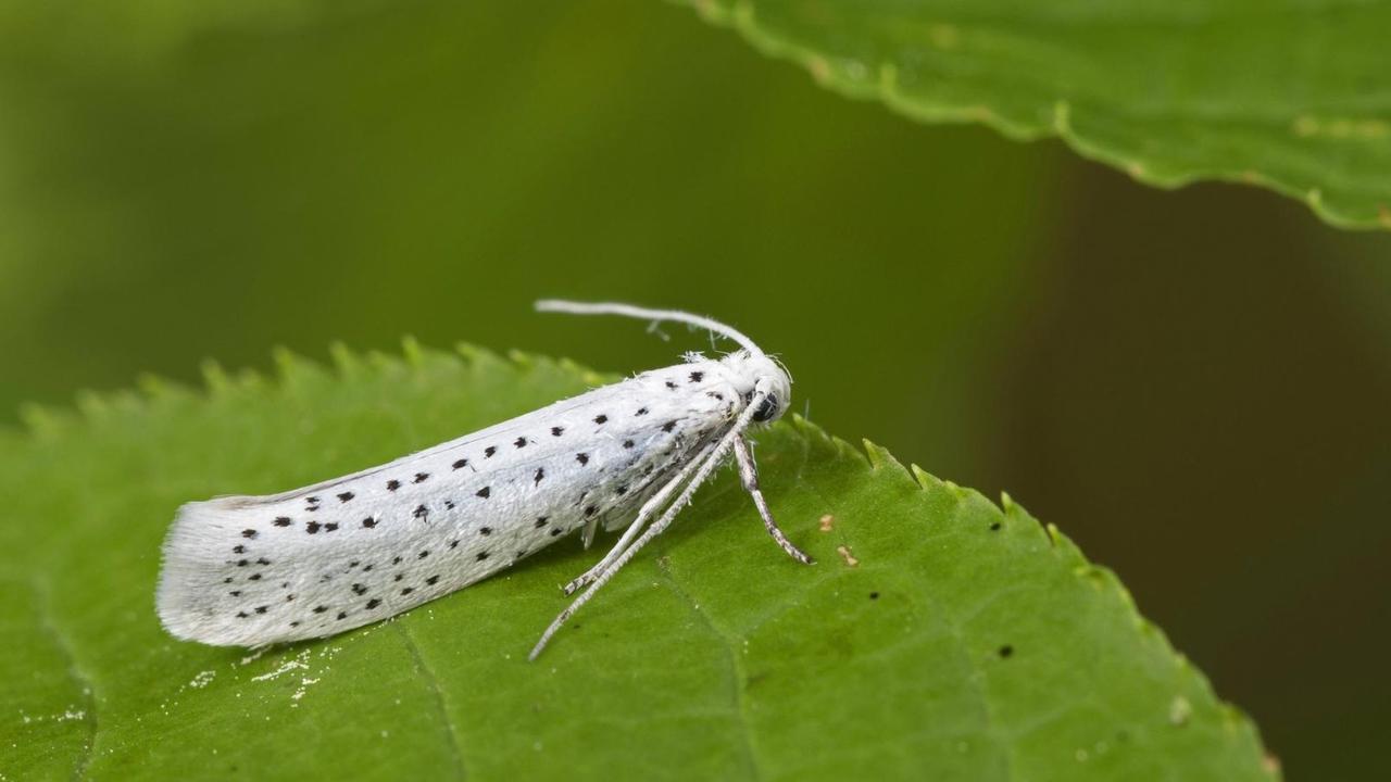 Traubenkirschen-Gespinstmotte sitzt auf einem Blatt, Seitenansicht Traubenkirschen-Gespinstmotte sitzt auf einem Blatt, Seitenansicht