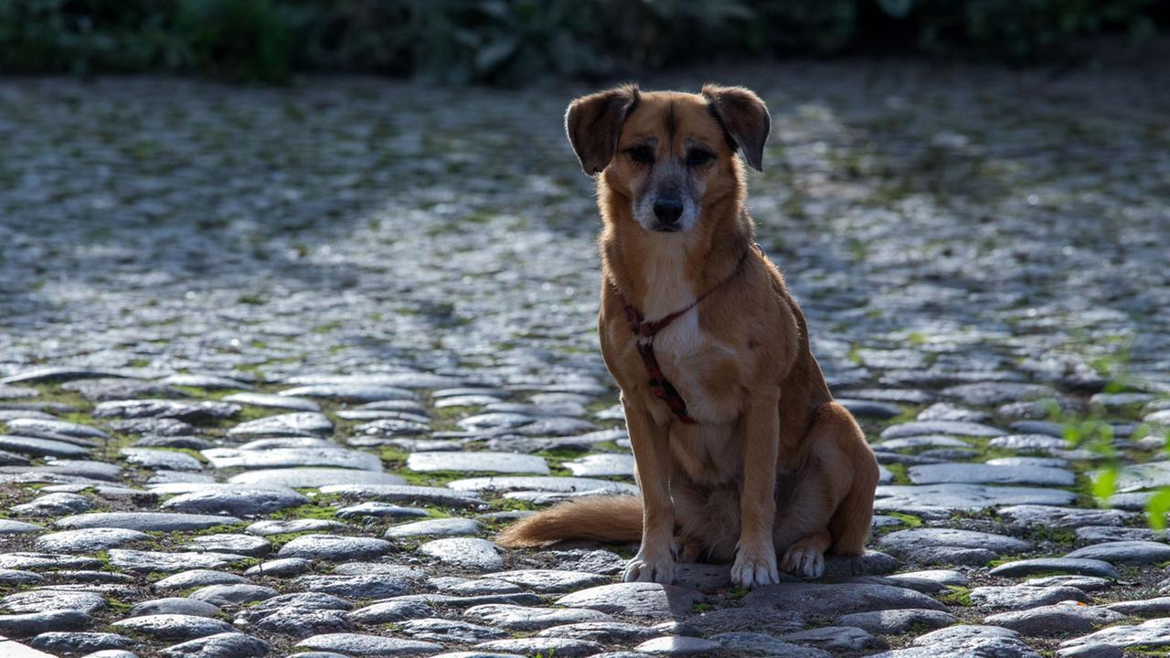 Ein Hund sitzt am 14.10.2014 in Lübz (Mecklenburg-Vorpommern) auf einer mit Kopfsteinen gepflasterten Straße in der Altstadt. Ein Hund sitzt am 14.10.2014 in Lübz (Mecklenburg-Vorpommern) auf einer mit Kopfsteinen gepflasterten Straße in der Altstadt.