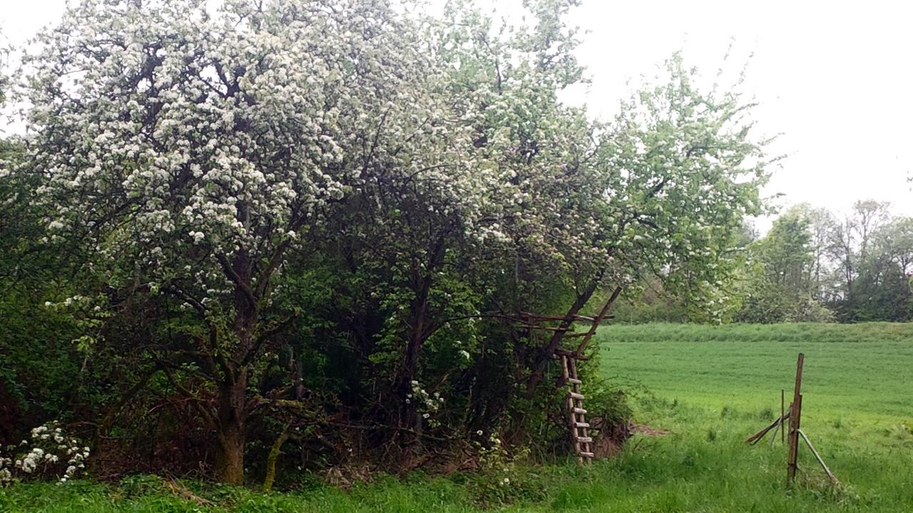 Eine Holzleiter lehnt an einem Kirschbaum in einem verlassenen Eckweilerer Garten. Eine Holzleiter lehnt an einem Kirschbaum in einem verlassenen Eckweilerer Garten.