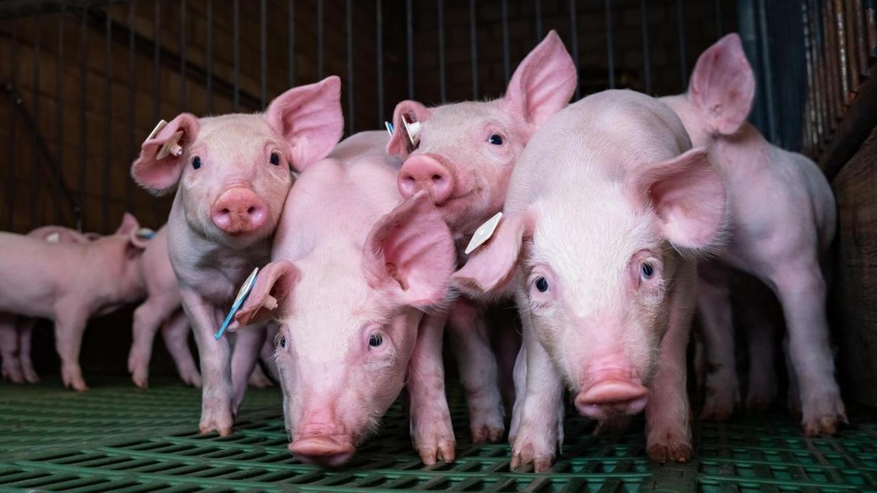 Scheue Ferkel in einem etwas älteren Tierstall mit grünem Plastikboden. Scheue Ferkel in einem etwas älteren Tierstall mit grünem Plastikboden.
