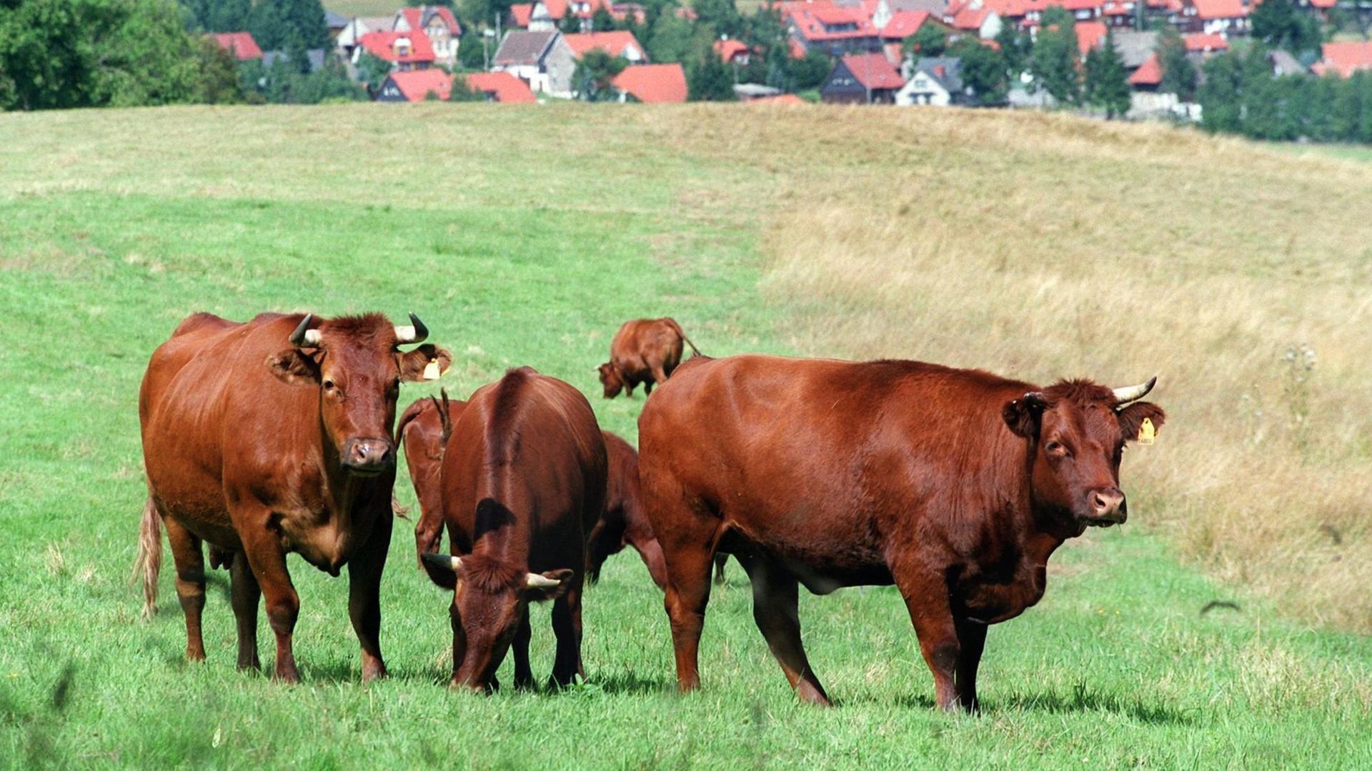Tanne (Sachsen-Anhalt): Auf einer Weide in Tanne bei Benneckenstein (Landkreis Wernigerode) grasen einige Exemplare der Rasse Harzer Höhenrotvieh. Tanne (Sachsen-Anhalt): Auf einer Weide in Tanne bei Benneckenstein (Landkreis Wernigerode) grasen einige Exemplare der Rasse Harzer Höhenrotvieh.