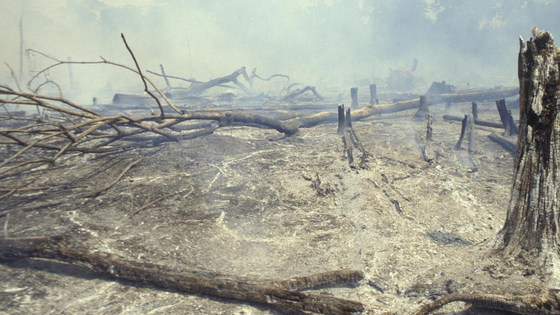 Tote Bäume liegen im grauen Brandnebel auf dem Boden.