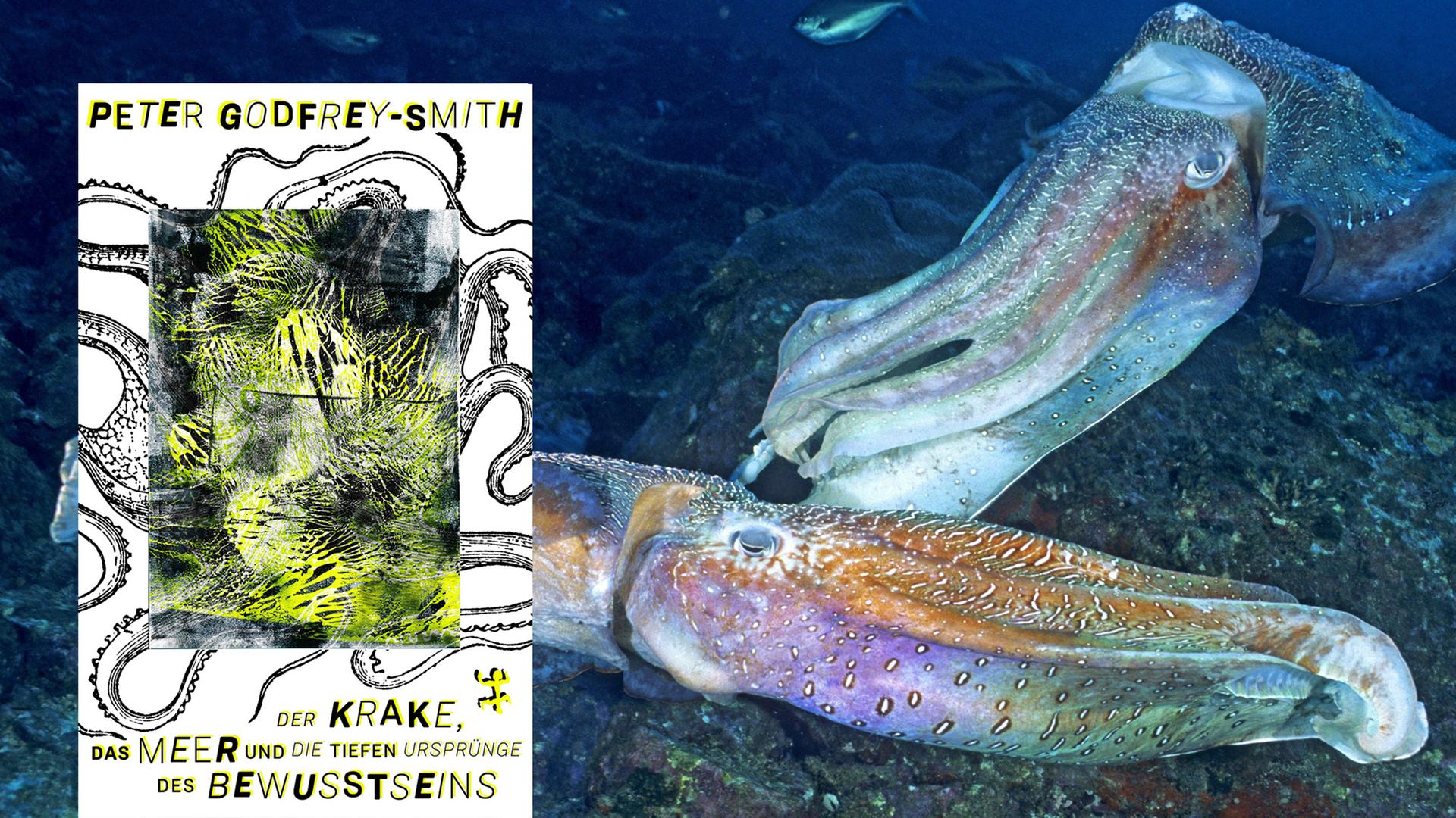 Cover von Peter Godfrey-Smiths Buch "Der Krake, das Meer und die tiefen Ursprünge des Bewusstseins". Im Hintergrund sieht man ein Foto von zwei männlichen Riesensepia, die um ein Revier konkurrieren und schnell wechselnde, pulsierende Farbmuster zeigen. Cover von Peter Godfrey-Smiths Buch "Der Krake, das Meer und die tiefen Ursprünge des Bewusstseins". Im Hintergrund sieht man ein Foto von zwei männlichen Riesensepia, die um ein Revier konkurrieren und schnell wechselnde, pulsierende Farbmuster zeigen.