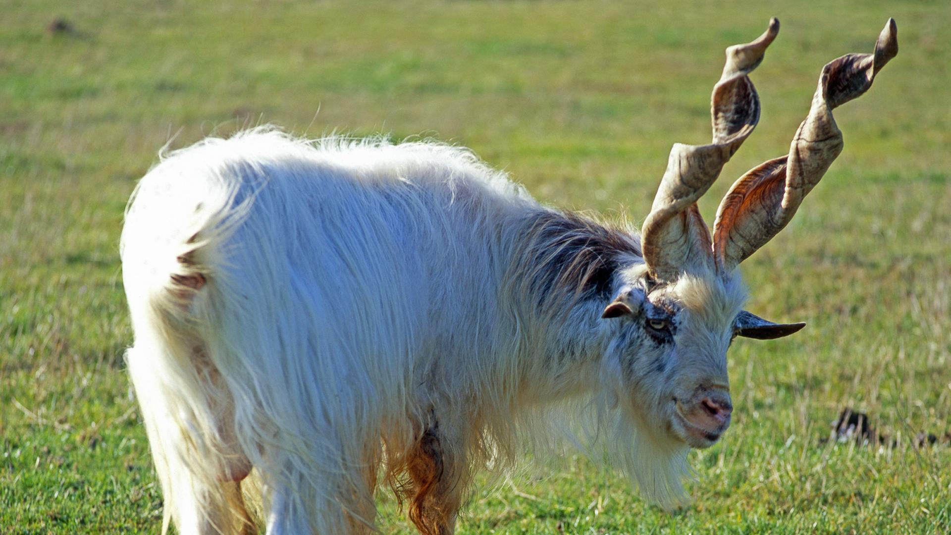Ein Bock der selten gewordenen Girgentanaziege aus Sizilien mit seinen imposanten. schraubenzieherartigen Hörnern Ein Bock der selten gewordenen Girgentanaziege aus Sizilien mit seinen imposanten. schraubenzieherartigen Hörnern