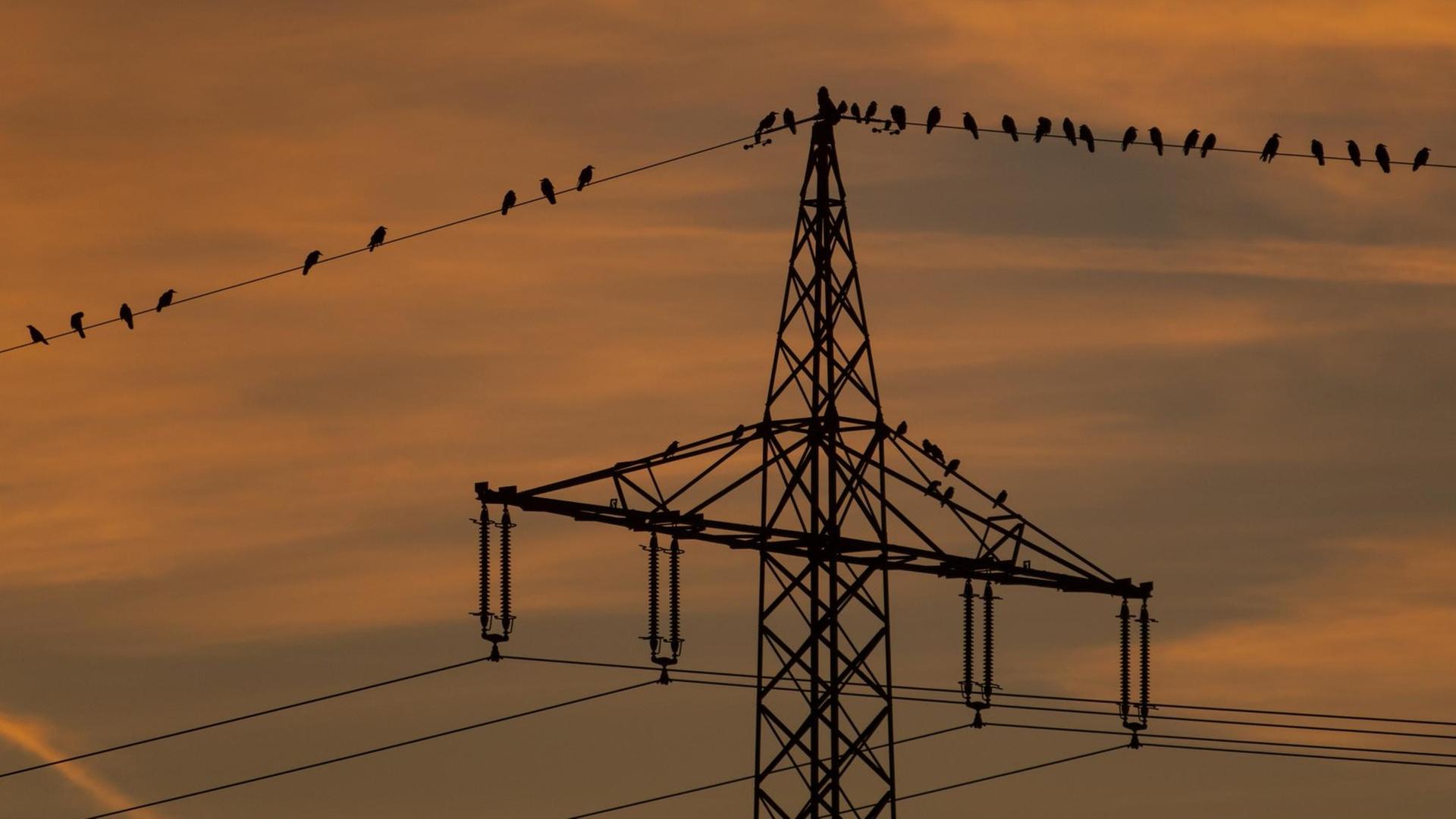 Stare sitzen im Sonnenuntergang auf einer Stromleitung. Stare sitzen im Sonnenuntergang auf einer Stromleitung.