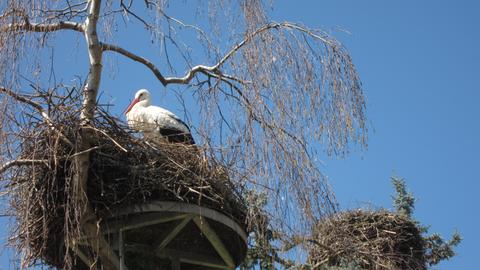 Ein Storch in einem Nest im Radolfzeller Stadtteil Böhringen.
