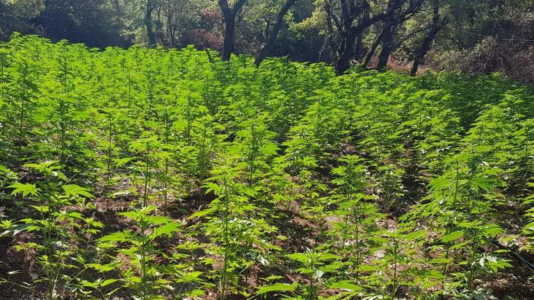 Hanfplantage, fotografiert von der griechischen Polizei Hanfplantage, fotografiert von der griechischen Polizei