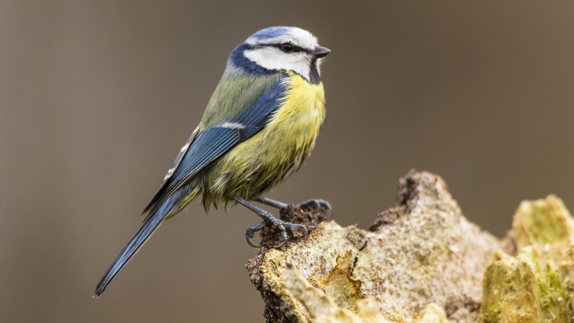 Germany, Hesse, Blue tit perching on tree trunk PUBLICATIONxINxGERxSUIxAUTxHUNxONLY SRF000069 Germany Hesse Blue Tit perching ON Tree Trunk PUBLICATIONxINxGERxSUIxAUTxHUNxONLY SRF000069 Germany, Hesse, Blue tit perching on tree trunk PUBLICATIONxINxGERxSUIxAUTxHUNxONLY SRF000069 Germany Hesse Blue Tit perching ON Tree Trunk PUBLICATIONxINxGERxSUIxAUTxHUNxONLY SRF000069