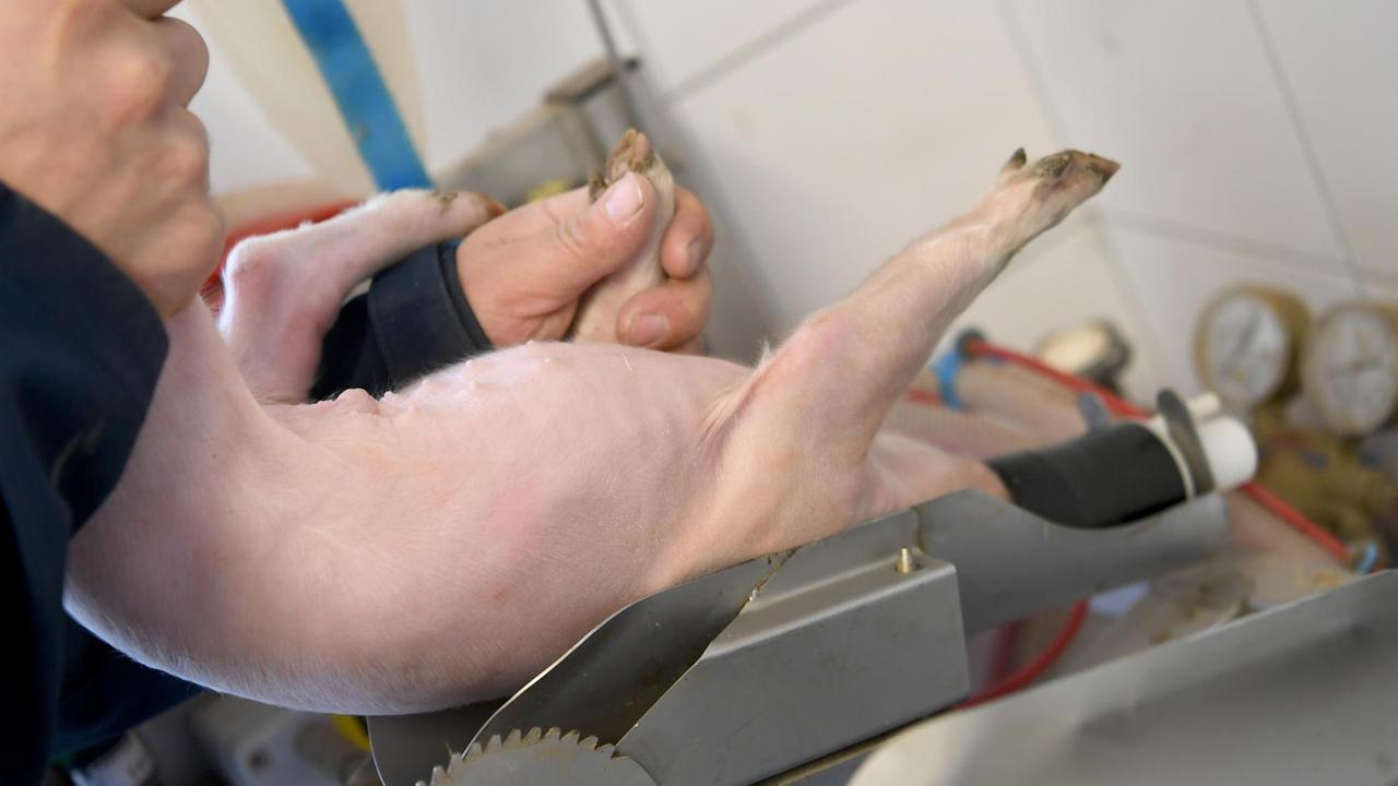 Zwei Hände halten ein Ferkel zur Kastration in eine Narkoseanlage in seinem Zuchtbetrieb.
Betäubt wird das Ferkel mit Isofluran. Verunsicherte Schweinebauern und Vertreter des Handels haben sich mit der niedersächsischen Agrarministerin zu einem Krisengespräch getroffen. Foto: Holger Hollemann/dpa | Verwendung weltweit Zwei Hände halten ein Ferkel zur Kastration in eine Narkoseanlage in seinem Zuchtbetrieb.
Betäubt wird das Ferkel mit Isofluran. Verunsicherte Schweinebauern und Vertreter des Handels haben sich mit der niedersächsischen Agrarministerin zu einem Krisengespräch getroffen. Foto: Holger Hollemann/dpa | Verwendung weltweit